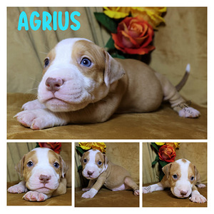Amerikan Pit Bull Terrier pennut (2 valokuva sivusta 8)