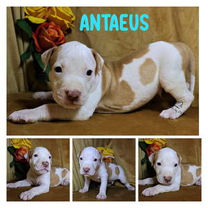 Amerikan Pit Bull Terrier pennut (4 valokuva sivusta 8)