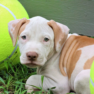 Amerikan Pit Bull Terrier pennut (3 valokuva sivusta 8)