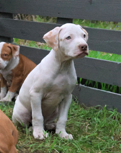 Amerikan Pit Bull Terrier pennut (5 valokuva sivusta 8)