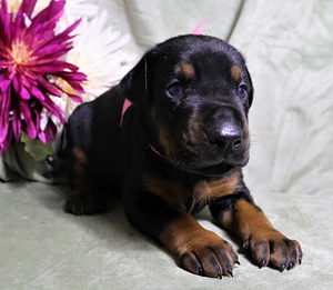 Dobermann pentuja (8 valokuva sivusta 8)