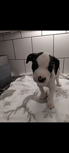 Amstaff pitbull canecorso mix (2 valokuva sivusta 6)