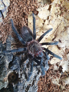 Thrixopelma Pruriens