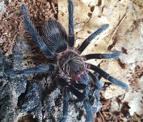 Thrixopelma Pruriens