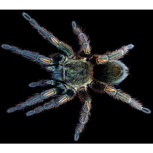 Thrixopelma Pruriens (2 фото из 3)