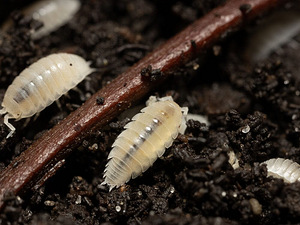 Trichorhina tomentosa