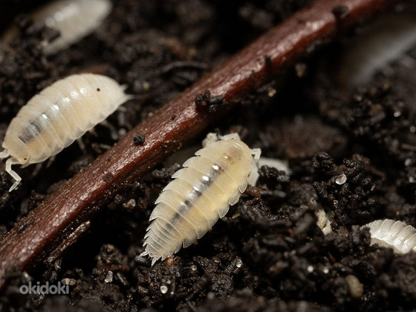 Trichorhina tomentosa