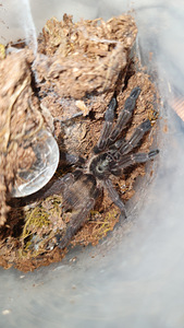 Tapinauchenius plumipes tarantuls (1 foto no 1)