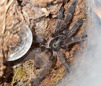 Tapinauchenius plumipes tarantuls