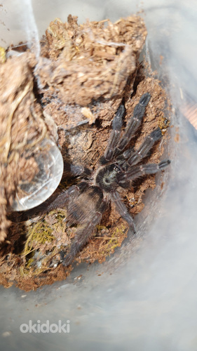 Tapinauchenius plumipes tarantuls