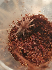 Pterinopelma sazimai tarantuls (1 foto no 1)