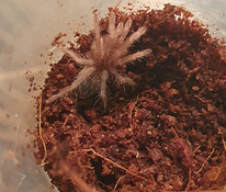 Pterinopelma sazimai тарантул