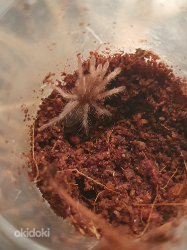 Pterinopelma sazimai tarantuls