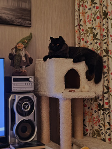 Pitkä karvainen poikapentu (2 valokuva sivusta 3)