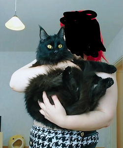 Maine Coon (6 valokuva sivusta 6)