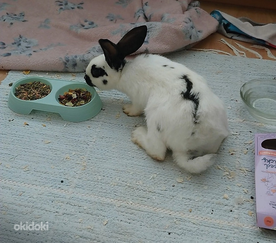 Luovutus ikäinen saksanjätti check