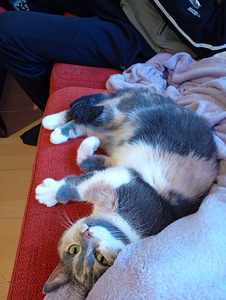 Nuori steriloitu naaras kissa (1 valokuva sivusta 3)