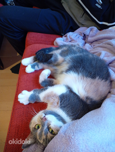 Nuori steriloitu naaras kissa