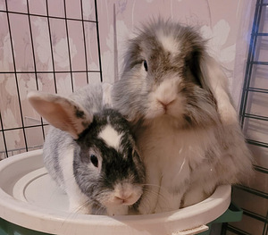 Kaks Leikattua uros kania (2 valokuva sivusta 9)