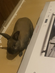 Kani Naaras Leikattu (3 valokuva sivusta 6)