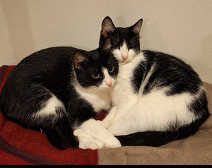 Unelma ja Misu etsivät uusia koteja (1 valokuva sivusta 1)