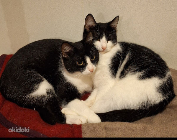 Unelma ja Misu etsivät uusia koteja