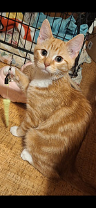 Kaksi suloista veljestä (1 valokuva sivusta 4)