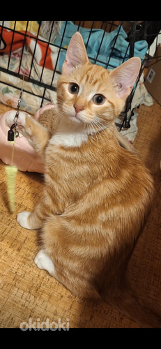 Kaksi suloista veljestä