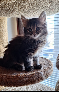 Suloinen kissanpentu (2 valokuva sivusta 4)