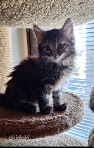 Suloinen kissanpentu