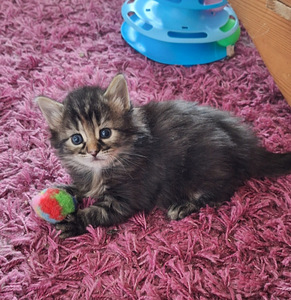 Suloinen kissanpentu (3 valokuva sivusta 4)