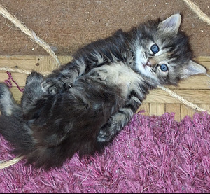 Suloinen kissanpentu (4 valokuva sivusta 4)