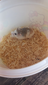 Hamsteri tüdruk (3 foto / 3)
