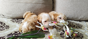 Maltipoo kucēni (6 foto no 8)