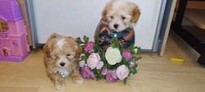 Maltipoo kucēni (7 foto no 8)