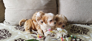 Maltipoo kucēni (8 foto no 8)