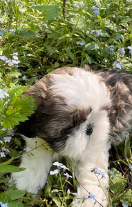 Shi-Tzu pentu
