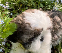 Shi-Tzu pentu