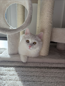 Kissa