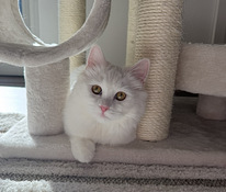 Kissa
