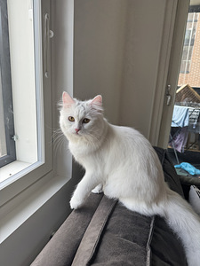 Kissa (2 valokuva sivusta 5)