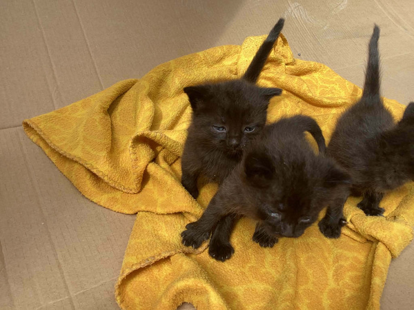 2 котенка, брат и сестра, ищут дом