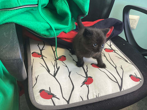 Väike tüdruk otsib kodu (1 foto / 1)
