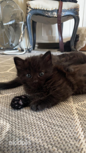 Kaksi pitkäkarvaista suloista naaraskissaa