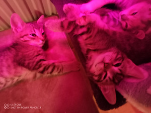 Puolipitkäkarvainen kissan pentue (3 valokuva sivusta 8)