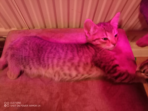 Puolipitkäkarvainen kissan pentue (5 valokuva sivusta 8)