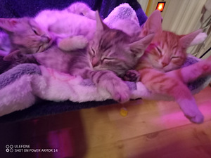 Puolipitkäkarvainen kissan pentue (6 valokuva sivusta 8)