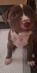 Suloiset bully/pitbull mixit (4 valokuva sivusta 4)