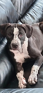 American bully/Pitbull Tytöt (1 valokuva sivusta 4)