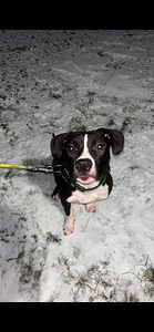 American bully/Pitbull Tytöt (3 valokuva sivusta 4)